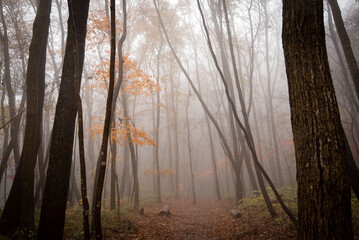濃霧の林