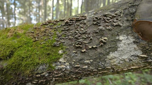 Closer look of the green lychens growing on the tree trunk fallen on the forest ground in Estonia