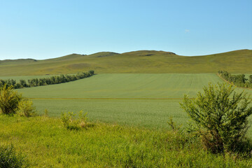 An endless field of ripening rye on the slope of a high hill on a warm summer day.