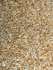 Wheat grains close-up, screensaver or title with your inscription.