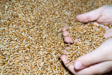 The hands of a child in grain, Hunger lack of nutrition of children.