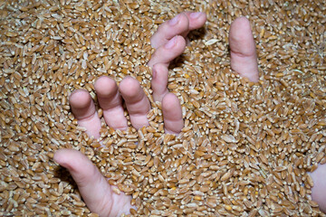 The hands of a child in grain, Hunger lack of nutrition of children.