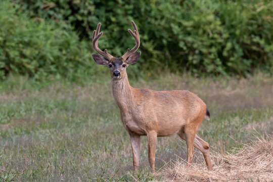 large blacktail deer in a farmers field in Western Oregon