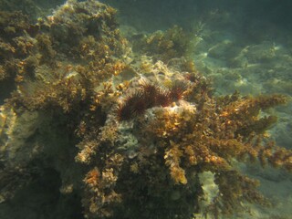 Water Underwater Fluid Organism Plant Marine biology