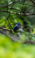 Like an ordinary kingfisher But darker And the hair is not covered with reddish-brown ears, head, hind wings and dark blue tail. Mid back, dark blue Reddish-brown belly Shin and red foot.