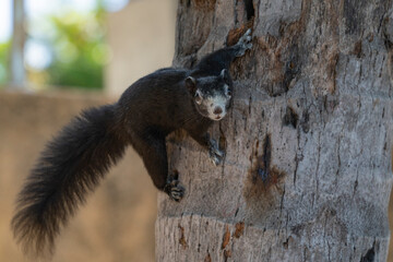 Finlayson's squirrel lives in Cambodia Laos Myanmar Thailand and Vietnam. The length of the body with the head is up to 22 cm and the length of the tail is up to 24 cm the color of the coat is varied.