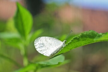 A white butterfly on the leaves