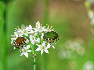韮の花粉を食べるコアオハナムグリ