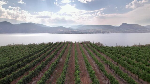 Vineyard with rows of wine grapes growing, Okanagan Valley, aerial drone footage, fields, lush valley, mountains, desert, British Columbia, Canada. 4K 4096x2304 PRORES 422 24FPS.