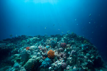 Fototapeta na wymiar Sea deep or ocean underwater with coral reef as a background