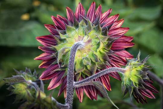 Hairy Backside of a Red Sunflower