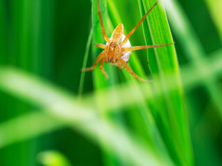 ススキの葉で卵を抱えるイオウイロハシリグモ
