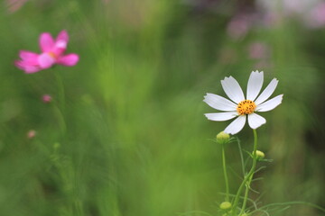 コスモスの花の接写