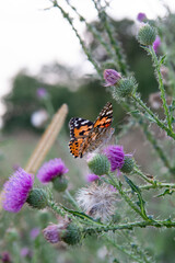 The Painted Lady (Vanessa cardui) sitting on the Thistle flower in the summer. Close up. Macro.