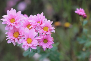 菊の花の接写