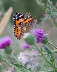 The Painted Lady (Vanessa cardui) sitting on the Thistle flower in the summer. Close up. Macro.
