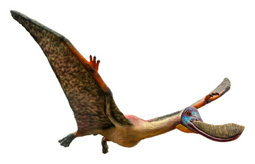 Pterodaustro is a genus of ctenochasmatid pterodactyloid pterosaur and lived in the Early Cretaceous period, Pterodaustro isolated on white background with a clipping path