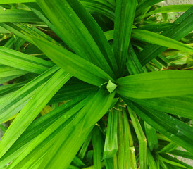 Pandan plant which is commonly used to add flavor in cooking