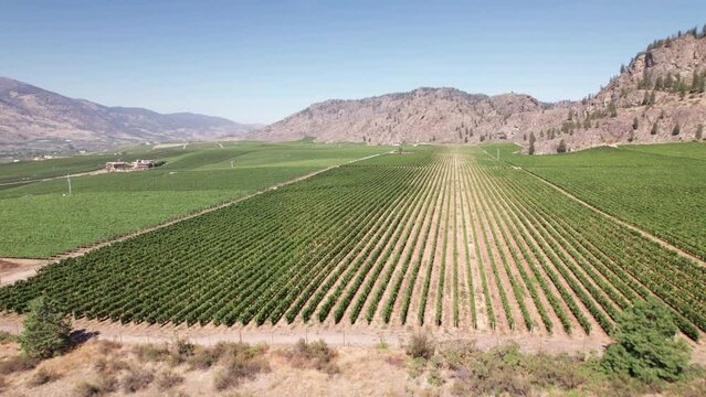 Vineyard with rows of wine grapes growing, Okanagan Valley, aerial drone footage, fields, lush valley, mountains, desert, British Columbia, Canada. 4K 4096x2304 24FPS.
