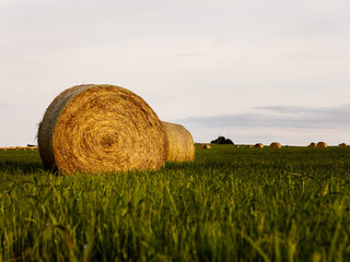 an oklahoma field in the fall shot from a low angle in the fall. Golden hour sky with green grass. two haybales  © photomemsforever