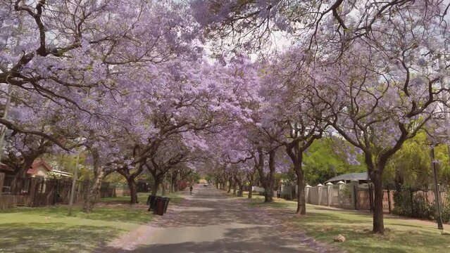 Point of view driving up a street lined with Jacaranda trees