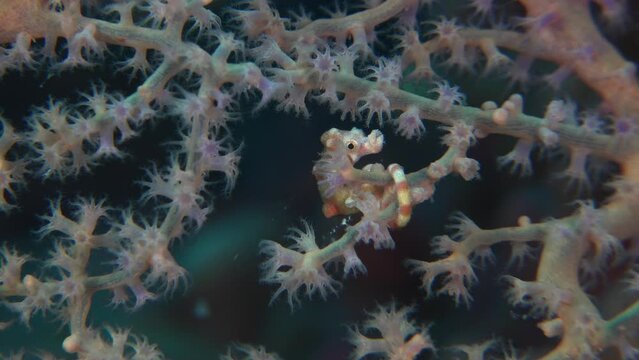 Pygmy seahorse denise opening mouth close up in red sea fan