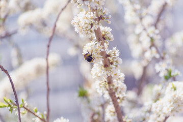 fluffy bumblebee on cherry blossoms in spring, selective focus