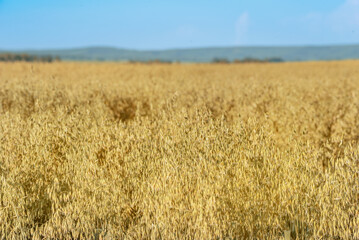 a field with yellow oats on a blue sky background, long-range, selective focus