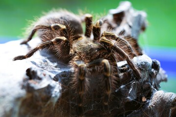 A large brown spider perched on a log.