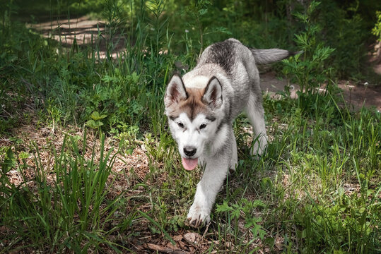 a malamute puppy walks in the forest, sneaks among the grass, selective focus