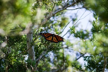 Pollinator Insect Butterfly Arthropod Plant Moths and butterflies
