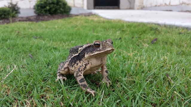 Frog True frog Plant Toad True toad Grass