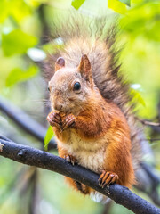 The squirrel with nut sits on tree in the autumn. Eurasian red squirrel, Sciurus vulgaris.