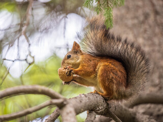 The squirrel with nut sits on tree in the autumn. Eurasian red squirrel, Sciurus vulgaris.