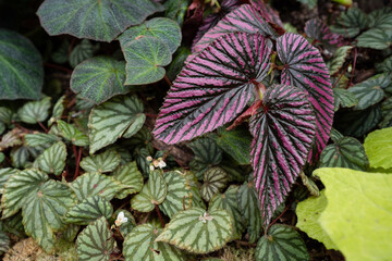 Begonia Brevirimosa Irmsch foliage close up. Begonia foliage background.