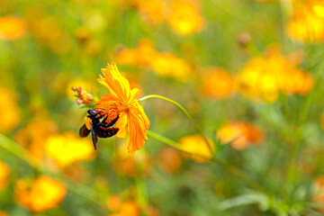 Garden Cosmos.Cosmos bipinnatus, commonly called the garden The species