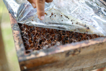 box for stingless bee cultivation galo-galo. Type Heterotrigona itama