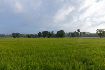 Fototapeta na wymiar atmosphere in the rice fields.