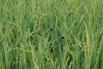 atmosphere in the rice fields.