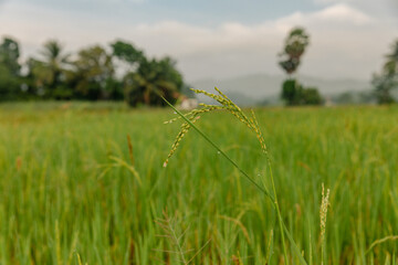 Obraz premium atmosphere in the rice fields.