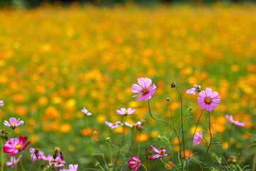 Garden Cosmos.Cosmos bipinnatus, commonly called the garden The species