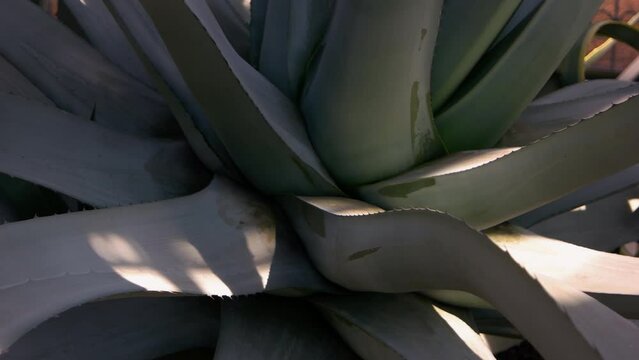 Huge agave plant rosette texture close up. Succulent plant growing in the garden.