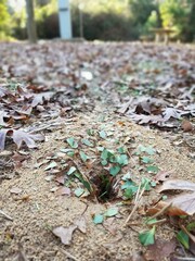 Plant Tree Botany Wood Natural landscape Grass