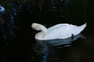 white swan, turning away, swims in the dark water of the pond