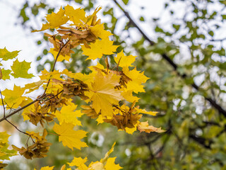 Maple branches with yellow leaves and seeds in autumn, in the light of sunset.