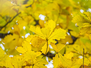 Oak branches with yellow leaves in autumn park