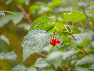 Background from beautiful red fruits of viburnum vulgaris. Red viburnum berries on a branch in the garden.