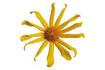 Sunflower tithonia diversifolia transparent Background