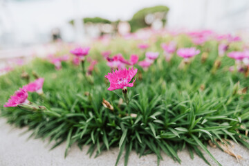 Red flowers among green plants