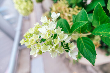several white flowers